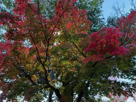 もみじのグラデーション 紅葉,秋,もみじの写真素材