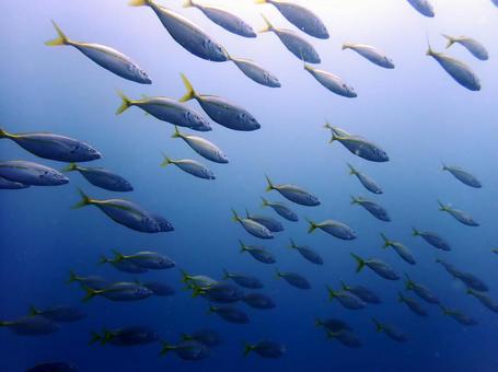 魚の群れ 魚,海,光の写真素材
