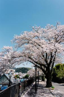 青空と桜18 青空と桜18の写真