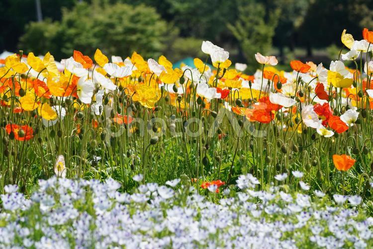 アイスランドポピー（花　ポピー） ポピー,アイスランドポピー,ケシの写真素材