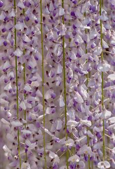 Vividly blooming wisteria flowers, JPG Vividly blooming wisteria flowers, JPG