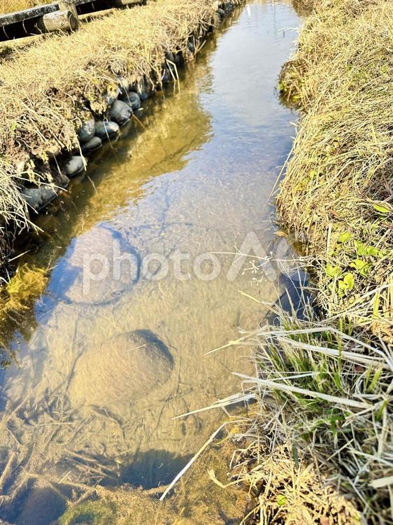 冬の田んぼ　田舎の水路　農業用水路 冬の田んぼ,田舎の水路,用水路の写真素材