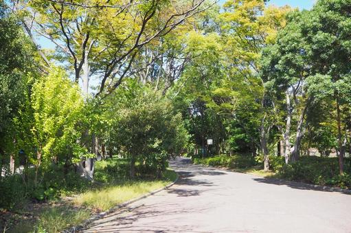 江戸川区の秋晴れの散歩道・色づき始めた木 秋,色づく,葉の写真素材