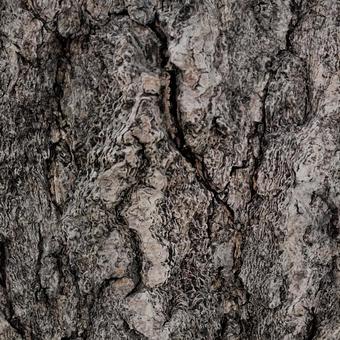 木目テクスチャ_シームレスの写真