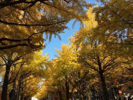 銀杏並木 銀杏並木の写真