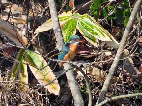茂みの前の細枝にとまるカワセミ2 カワセミ,鳥,鳥類の写真素材