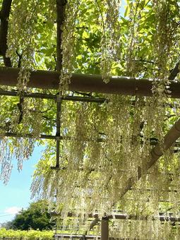 藤の花 藤の花の写真