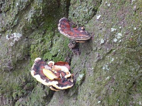 カラフルな精霊の椅子 カラフルな精霊の椅子 自然,里山,野生の写真素材