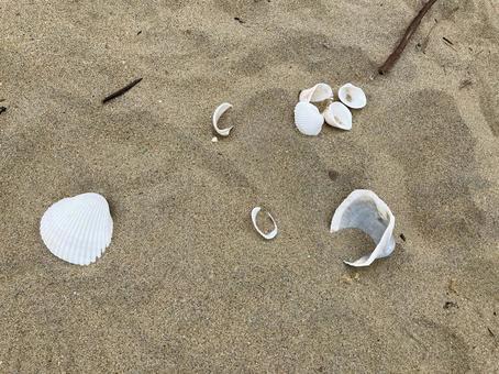 砂浜に落ちている貝殻 貝殻,砂浜,浜辺の写真素材