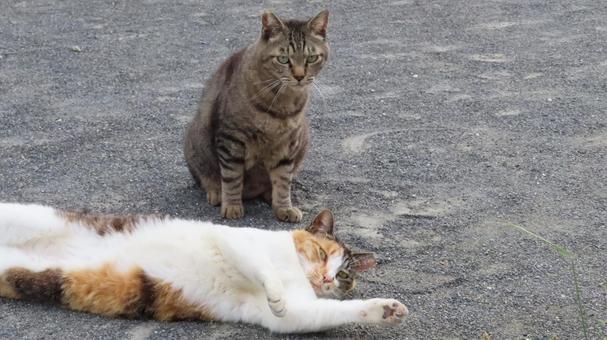 自分をモデルにしろと滑り込んで来た猫 三毛猫,猫,キジトラの写真素材