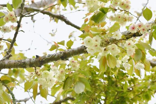 薄緑色の桜 鬱金桜 薄緑色の桜 鬱金桜 鬱金桜,花,桜の写真素材
