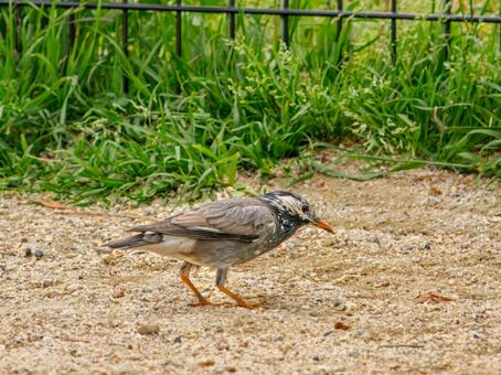 Starling walking on the ground, JPG Starling walking on the ground, JPG