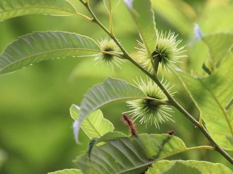 小さないがぐりの写真
