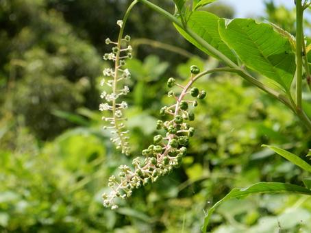 【植物写真】ヨウシュヤマゴボウ 【植物写真】ヨウシュヤマゴボウの写真