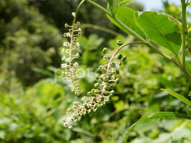 【植物写真】ヨウシュヤマゴボウ ヨウシュヤマゴボウ,洋種山牛蒡,自然の写真素材