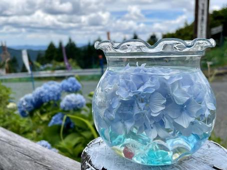Photo, fish bowl, hydrangea, blue, 
