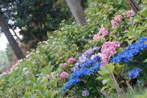 紫陽花 紫陽花の写真