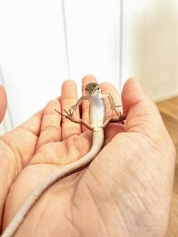  手のひらに乗る　二ホンカナヘビ 二ホンカナヘビ,カナヘビ科,トカゲの写真素材