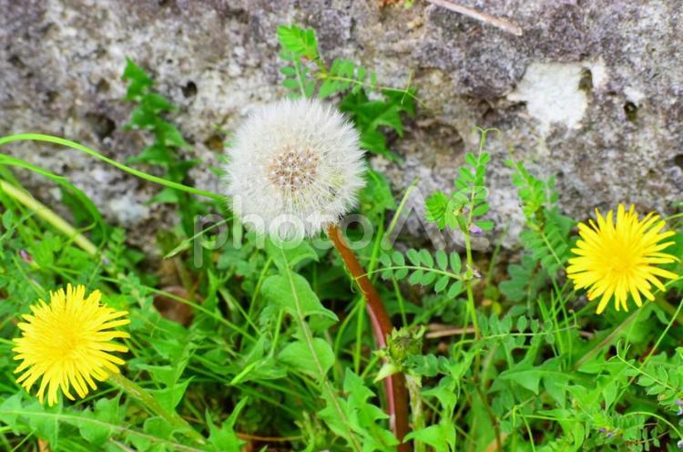 たんぽぽと綿毛 たんぽぽ,蒲公英,綿毛の写真素材