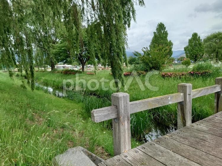 橋と川、垂れ下がる柳の枝 橋,川,水草の写真素材
