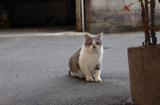 カメラを見つめる猫 カメラを見つめる猫の写真