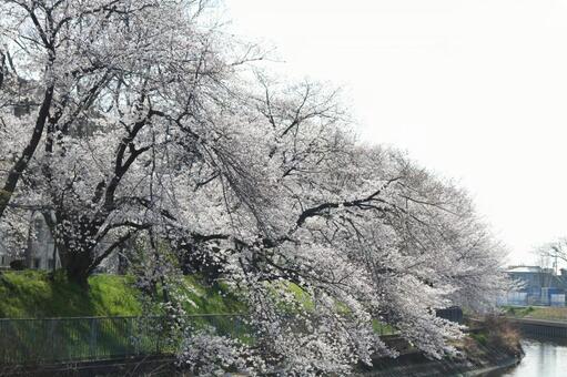 満開の岸辺 満開の岸辺の写真
