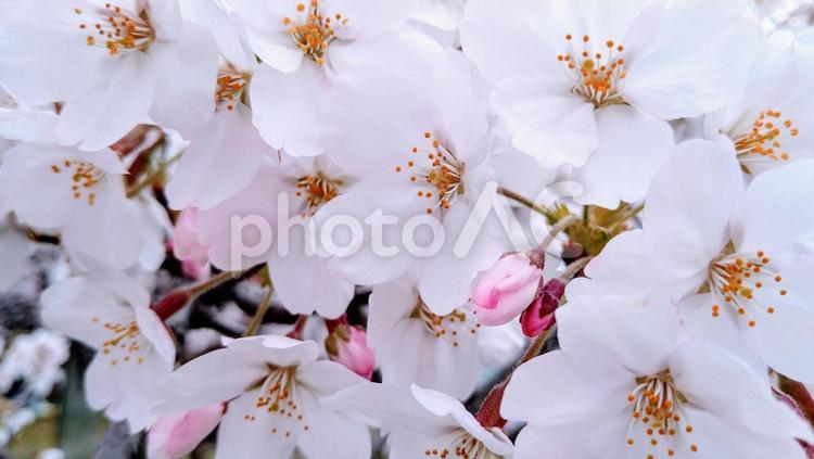 春の風景　桜さくらサクラ② 春の花,春の,花の写真素材