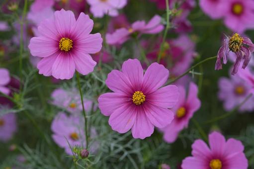 コスモス（安城市赤松町）の写真