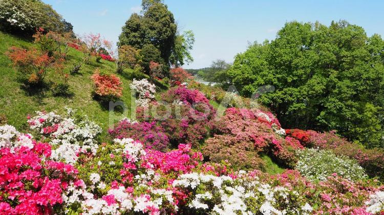 つつじ公園・色々なツツジ＆新緑（越生町） 春,色彩豊か,ツツジの写真素材