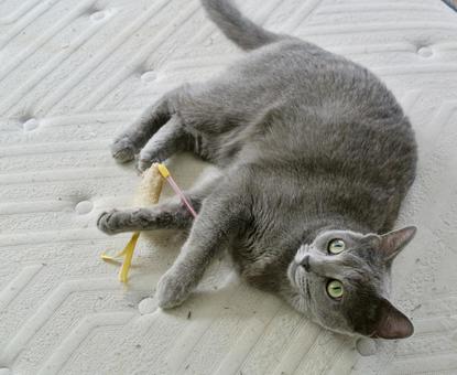 おもちゃで遊ぶ猫(ロシアンブルー) おもちゃで遊ぶ猫(ロシアンブルー)の写真