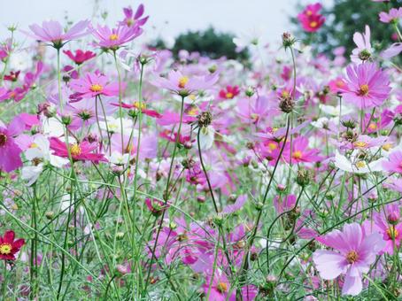 コスモスの花 自然,コスモス,秋桜の写真素材