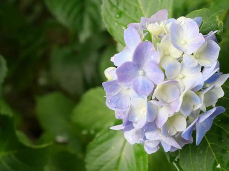 Pale-colored hydrangea, JPG