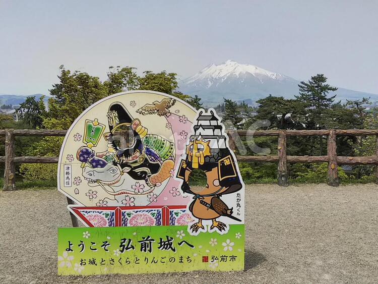 岩木山と記念撮影 弘前,公園,新緑の写真素材