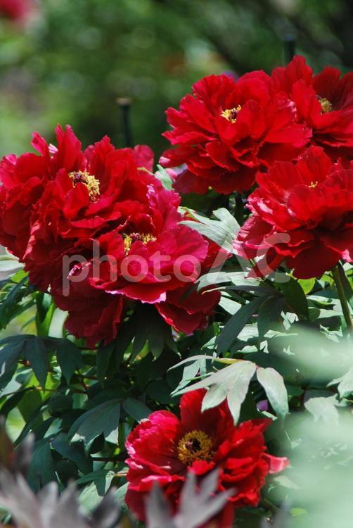 ボタンの花 ボタン,花,植物の写真素材