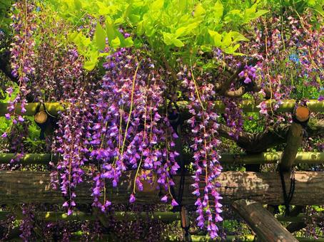 藤の花 藤,建物,きれいの写真素材