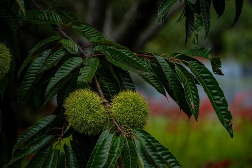 栗の木と栗の実 栗の木と栗の実 栗の実,栗の木,秋の写真素材