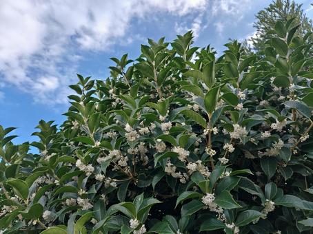 柊木犀 銀木犀,柊木犀,ガーデニングの写真素材