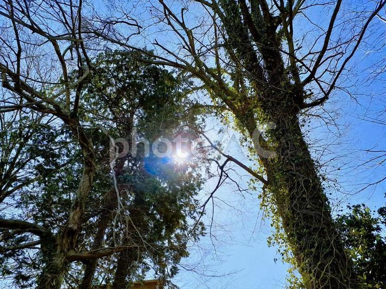 木漏れ日 空,癒し,木の写真素材