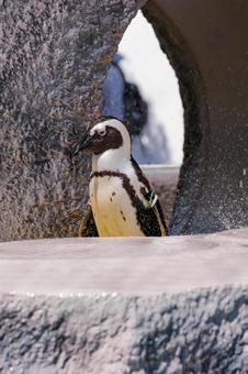 ケープペンギン ケープペンギンの写真