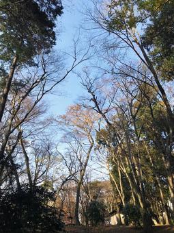 秋から冬へ変わる木々と空 05 公園,冬,景色の写真素材