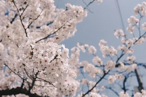桜 桜,さくら,春の写真素材