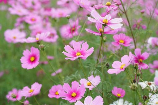 コスモス便り2025の写真