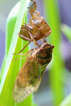 セミ セミ セミ,虫,生き物の写真素材