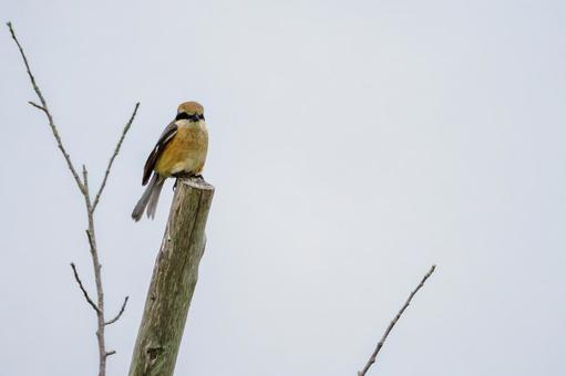 Shrike ⑾, JPG