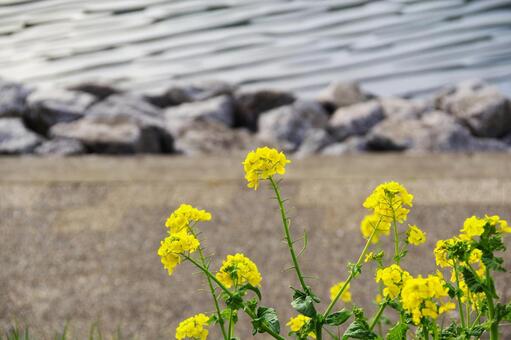 Photo, fiori di colza, giallo, waterside, 