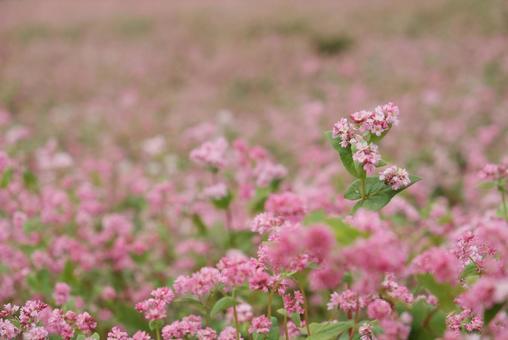赤蕎麦の花2 赤蕎麦の花2 赤蕎麦,蕎麦の花,赤蕎麦の花の写真素材