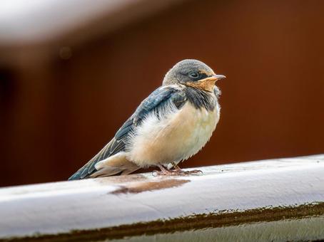 柵にとまるツバメ 柵にとまるツバメ ツバメ,燕,野鳥の写真素材