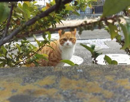 猫 猫 猫,ネコ,ねこの写真素材