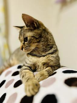 猫 メス 猫 メス 猫,ネコ,ねこの写真素材