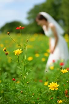 コスモス畑の花嫁 コスモス畑の花嫁の写真